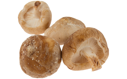 shiitake