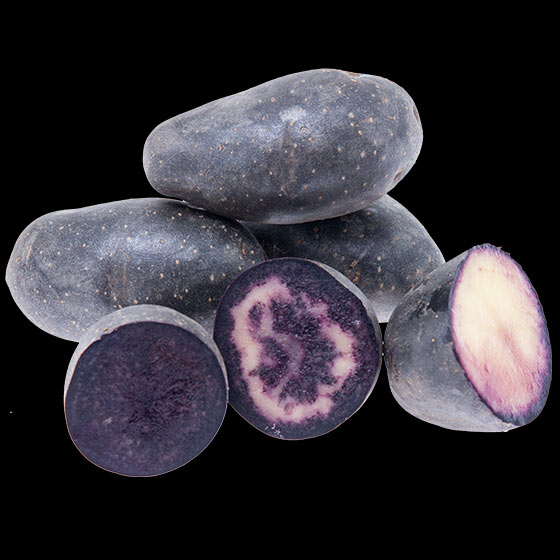 potatis-violet-queen
