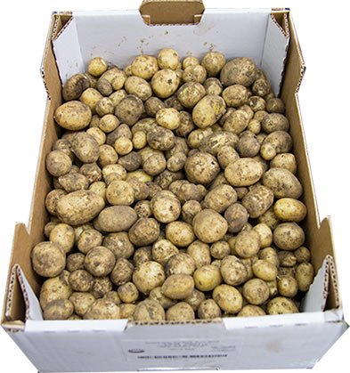 potatis-farsk-se-5kg-friland-2014